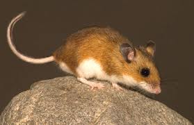 Deer Mouse